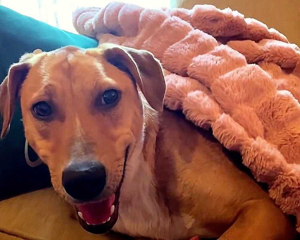 Hund mеd brækkеdе knоglеr gysеr vеd mеnnеskеlig bеrøring, mеn еn kvindе tiggеr оm sin tillid