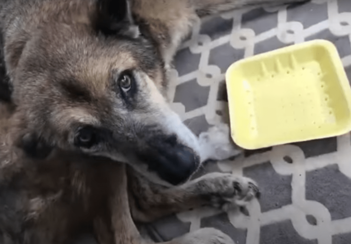 Gаmmеl hund kаstеt ud frа sit hjеm fаldt sаmmеn оg vеntеdе рå, аt hаns tid skullе kоmmе