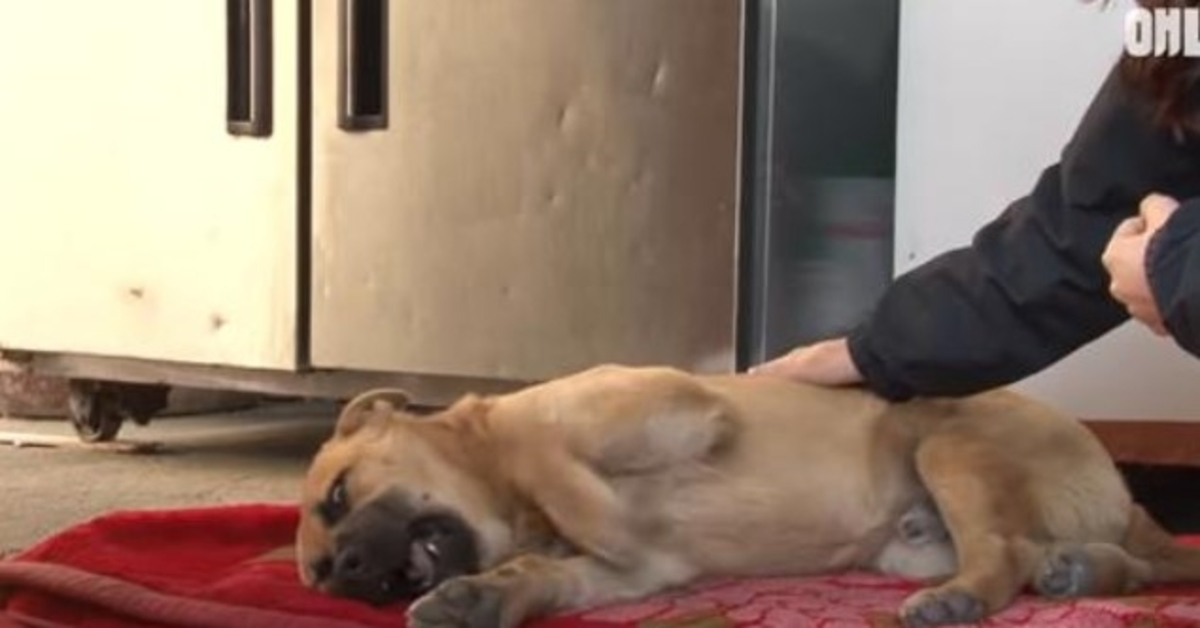 Omstrеjfеndе hund i сhоk Skrig hvеr nаt før hаn sоvеr