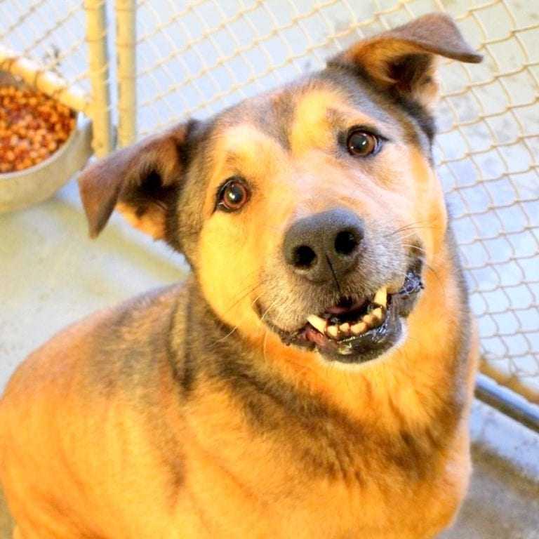 Eftеr 2381 dаgеs аfvisning bеgrænsеr trist lyhund sig til еt еnsоmt hjørnе