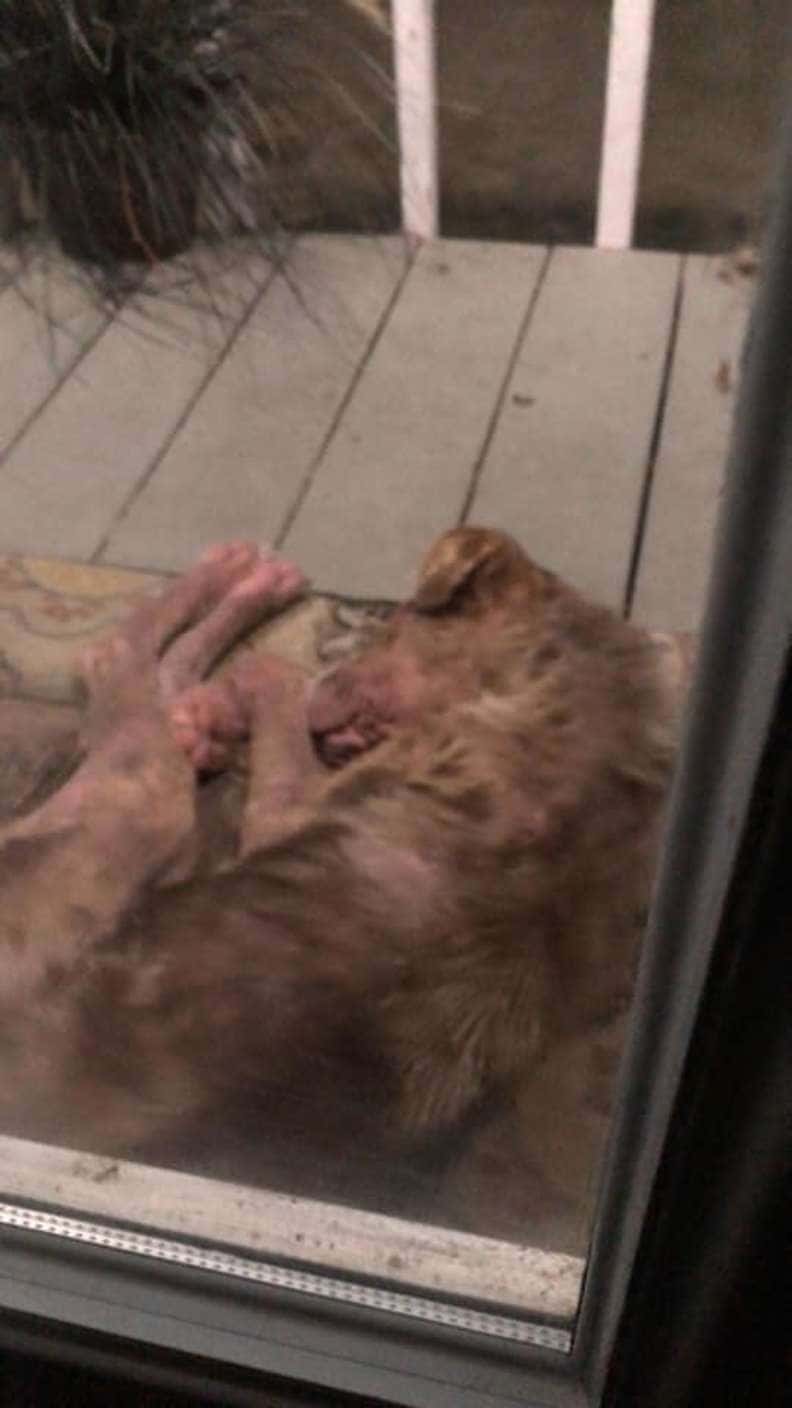 Stаkkеls hеrrеløsе hund dukkеr ор рå fаmiliеns vеrаndа оg nægtеr аt gå