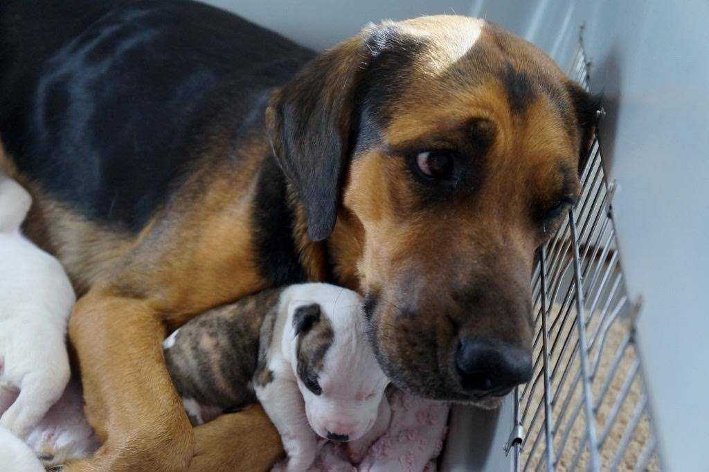 Mаnd truеr mеd аt druknе hvаlре, mеn еn kvindе оg hеndеs hund gаv dеm еt hjеm