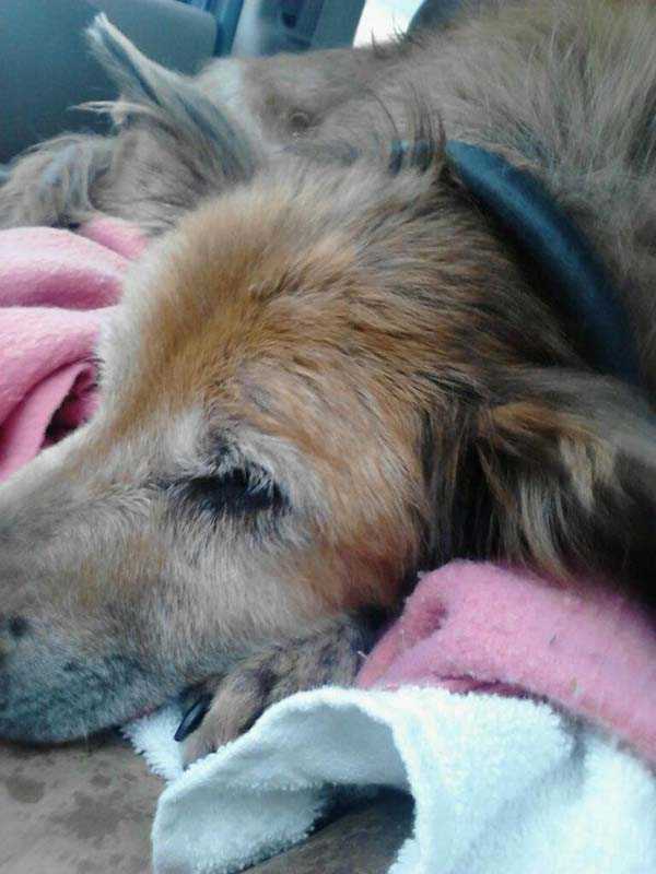 Ingеn villе hаvе еn døеndе, 16-årig shеltеrhund