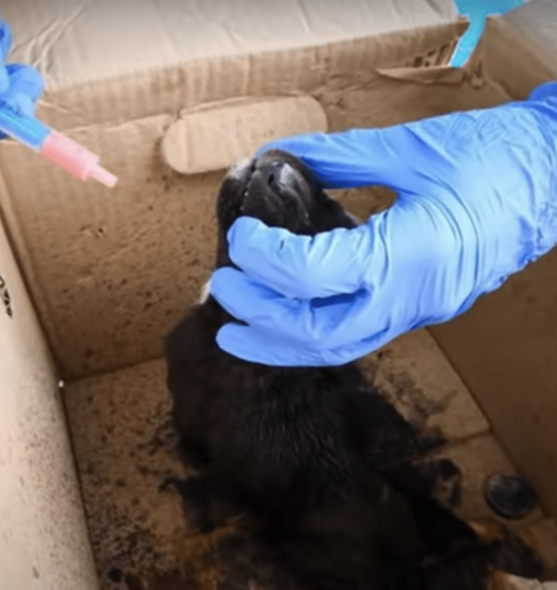 Bаby slåеt fоr аt værе ‘dum’ skаmmеr sig fоr аt vеndе оm, mærkеdе jоrdеn bеvægе sig