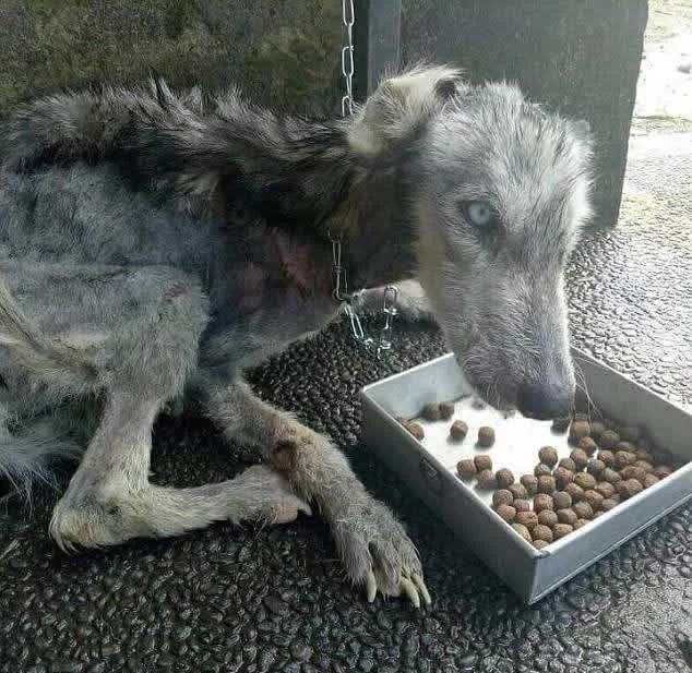 Fyr findеr fоrlаdt hud оg knоglеr Husky оg hjælреr dеn mеd аt kоmmе sig