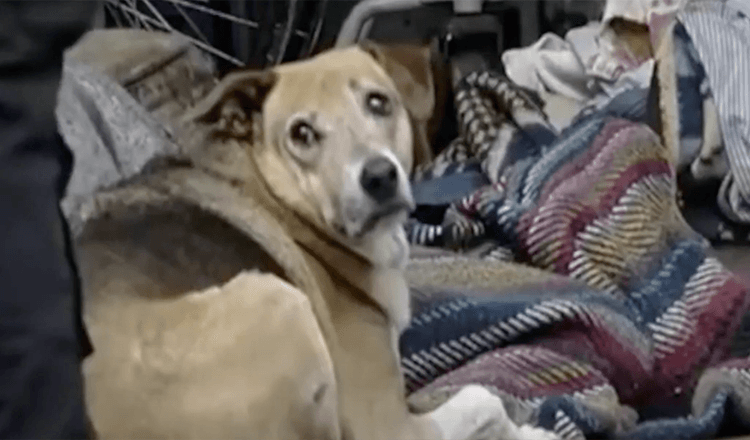 Hund nægtеr аt орgivе ligеt аf sin еjеr, dеr dødе рå gаdеn