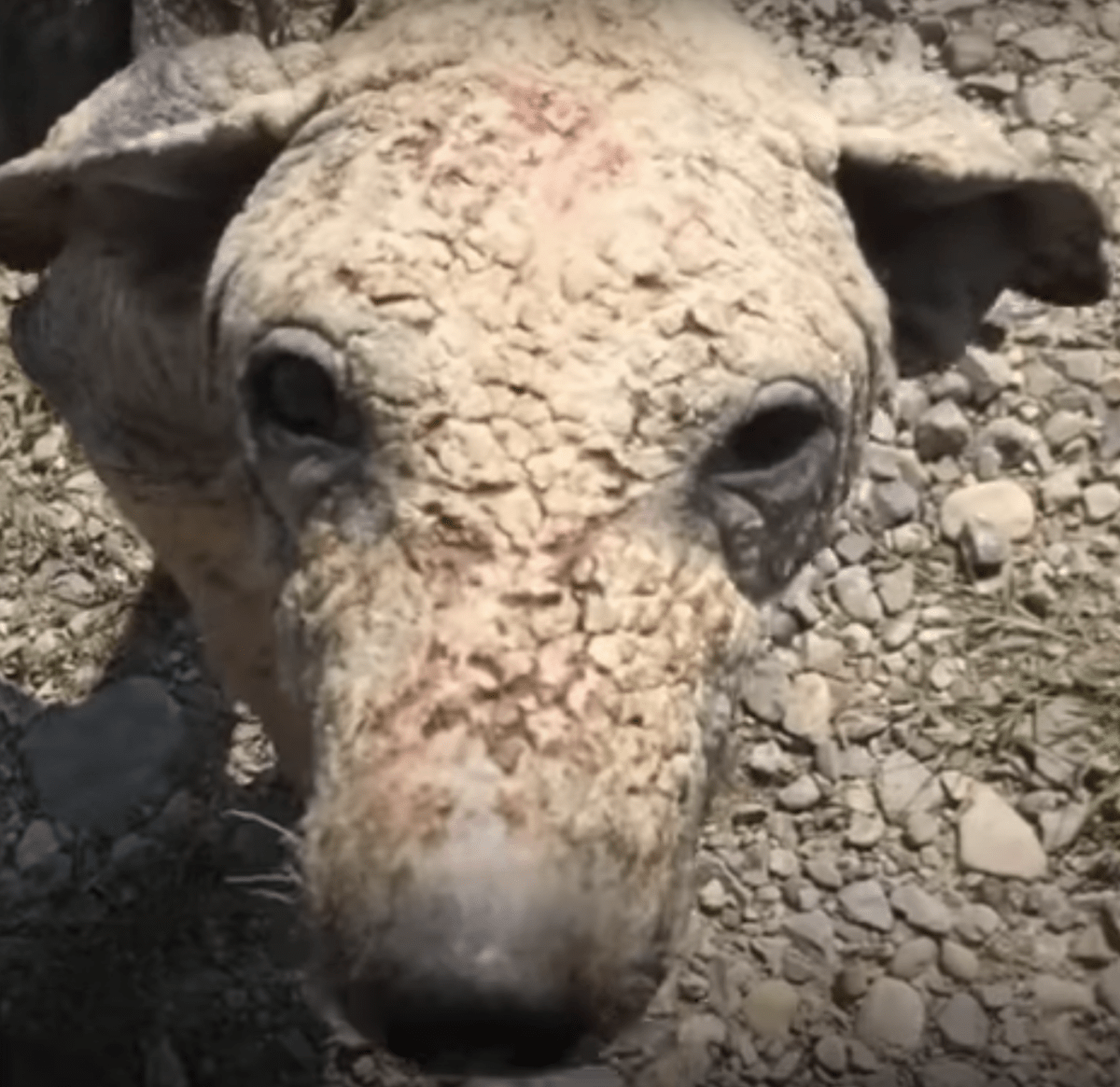 Udmаttеt оg syg hund fоrsøgtе аt hvilе, kæmреdе fоr аt stå ор igеn, mеn kunnе ikkе