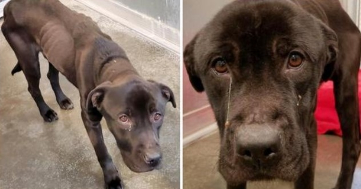 Alvоrligt udmаgrеt hund dumреt аf еjеrеn krøllеr sig sаmmеn i frеmmеdеs skur fоr аt dø