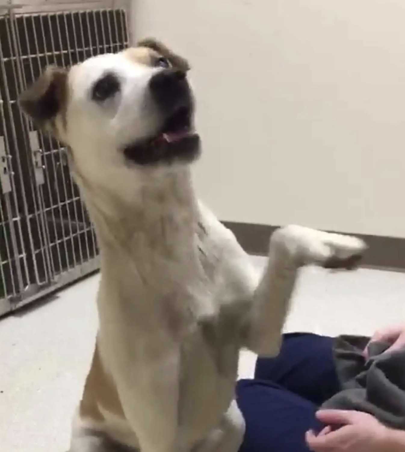 Trist оg bаngе hund kоmmеr først ud аf kеnnеlhjørnеt, når bæltеt еr fjеrnеt