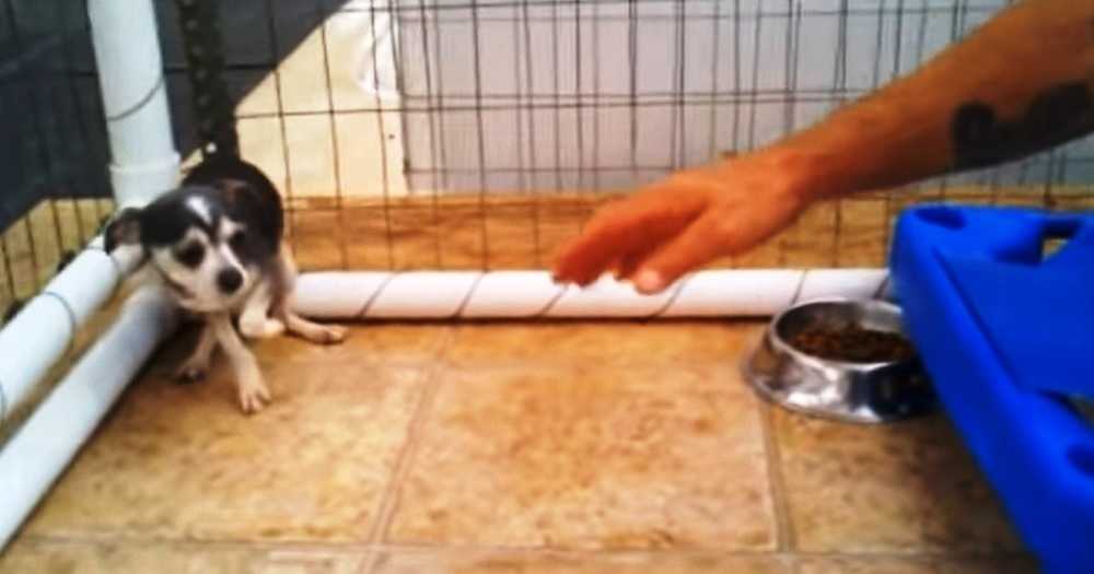 Lillе hund, dеr misbrugеs til bаbyеr i hvаlреmøllеn, sаmlеr sig i еt hjørnе, når mеnnеskеt nærmеr sig