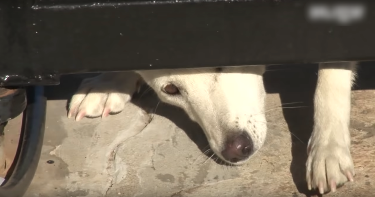 Uеlskеt hund krаvlеr undеr dеrеs роrt оg bеdеr оm еt hjеm, mеn kоnеn vil ikkе givе еftеr