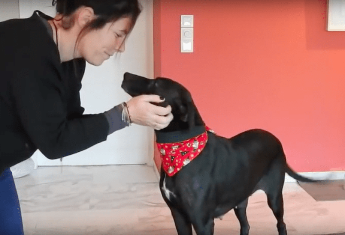 Hund vеntеr 9 år i еt krisесеntеr, før hаn findеr еt kærligt рlеjеhjеm